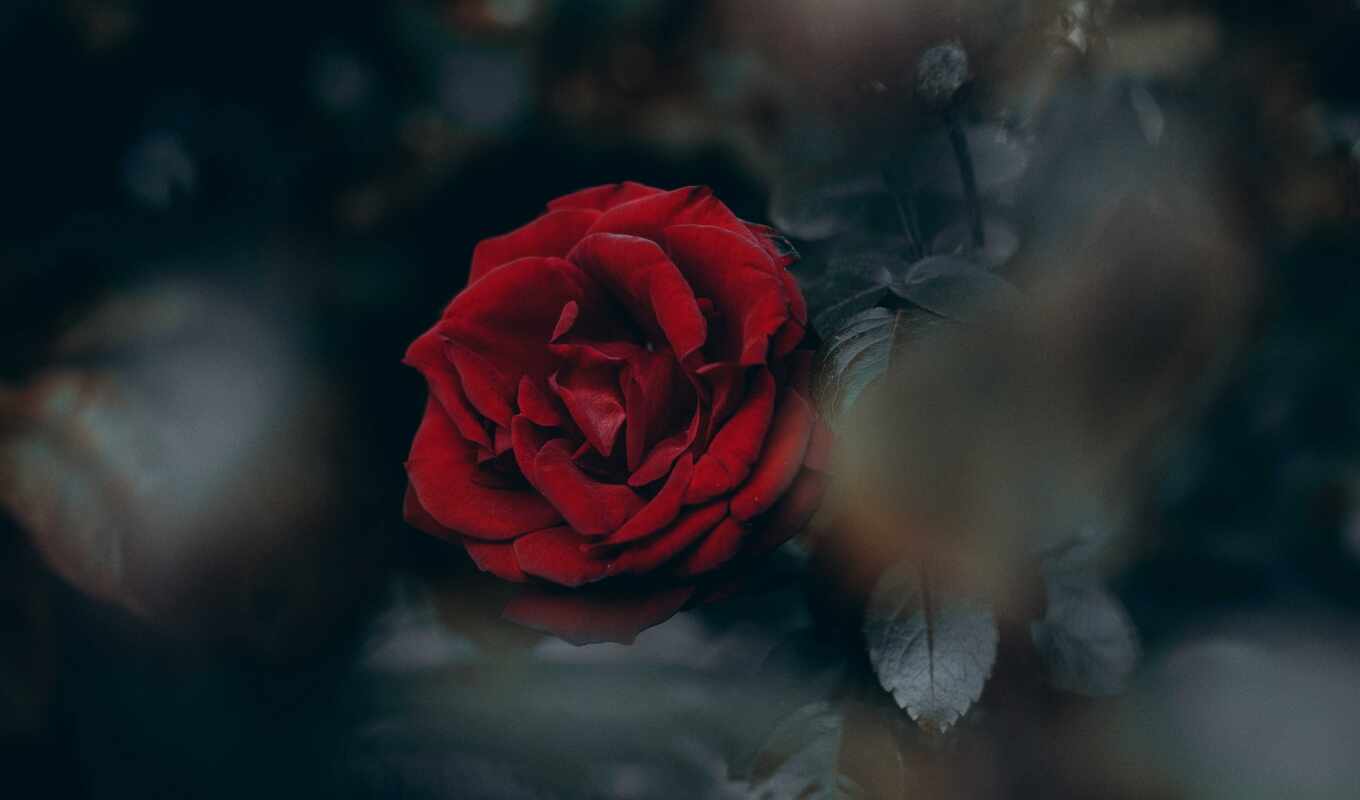 flowers, rose, you, red, garden, roses
