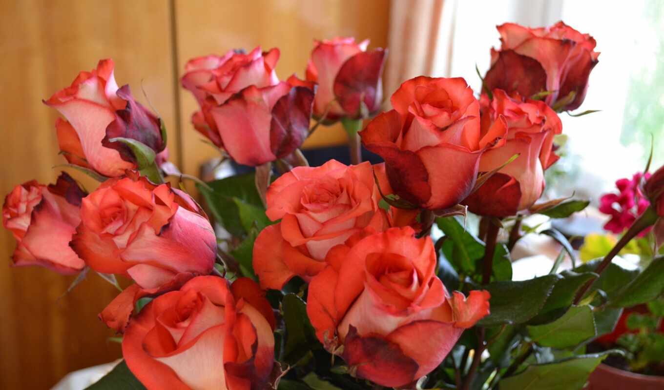 цветы, роза, красное, розовый, сиреневый, букет, ваза, lily, бутон, parallax, previe