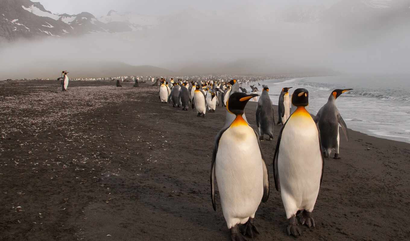 more, пляж, море, берег, птица, туман, пингвин, tema, pingvin, пляж, туман