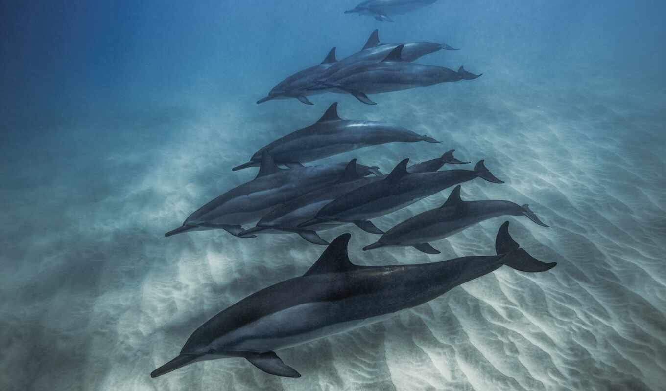 компьютер, water, море, планшетный, fond, дельфин, id, smartphone, dauphin, delfin, дельфина