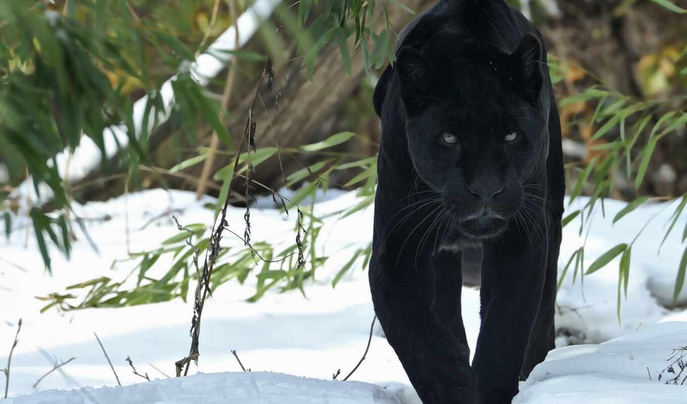 фото, black, снег, кот, биг, леопард, animal, плакат, panther