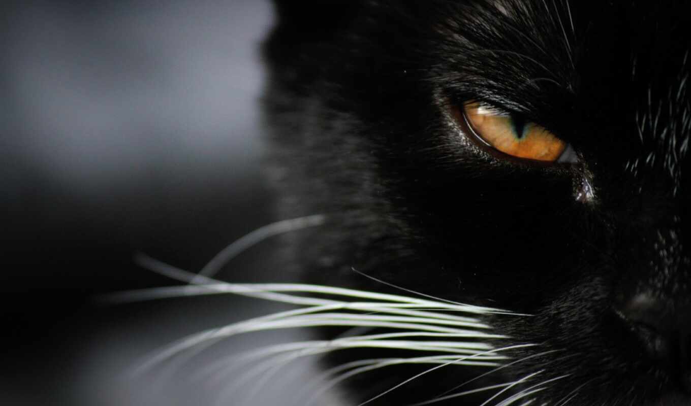 black, кот, funart, onlainzly i