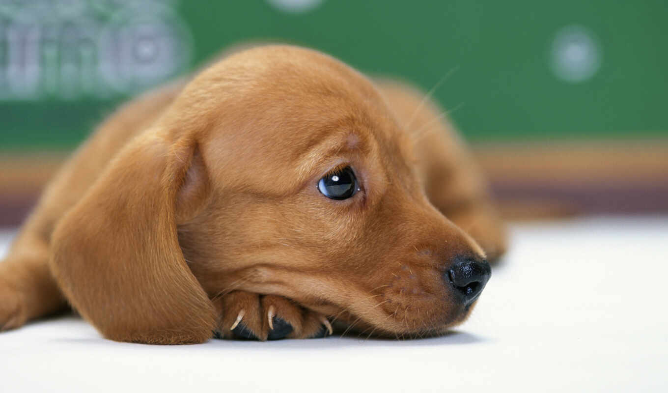 cute, dog, puppy, animal, dachshund