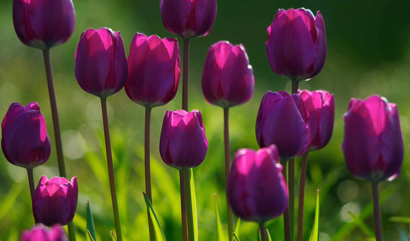 flowers, large format, flowers, grass, beautiful, morning, tulips, purple, plants