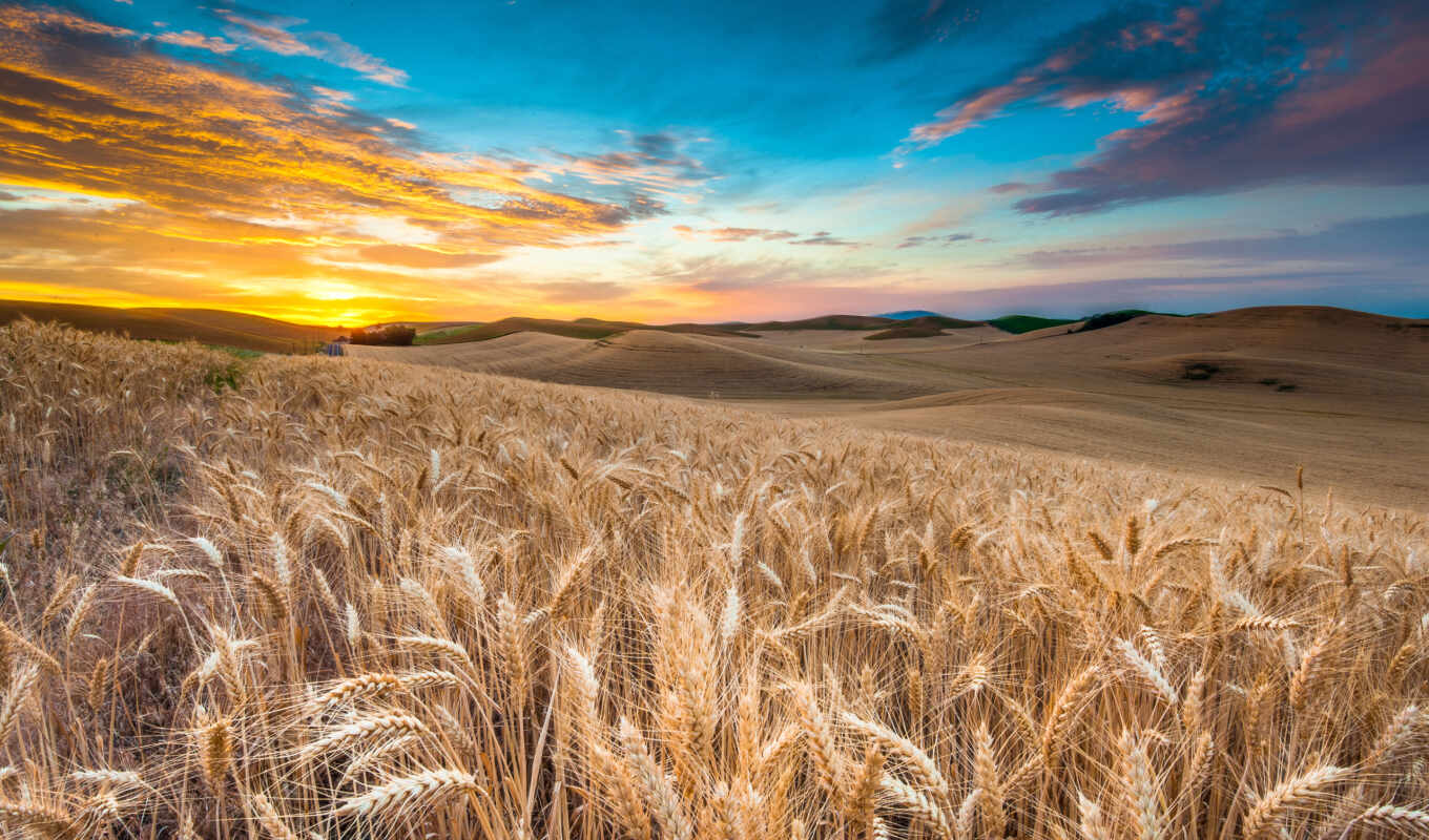 nature, sky, sunset, field, landscape, wheat, cloud