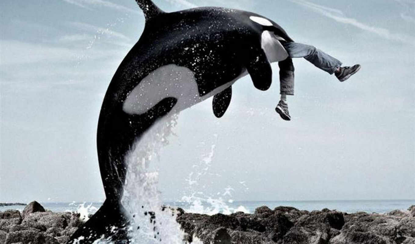 human, even, china, meters, waters, killer whale, tons, jumping