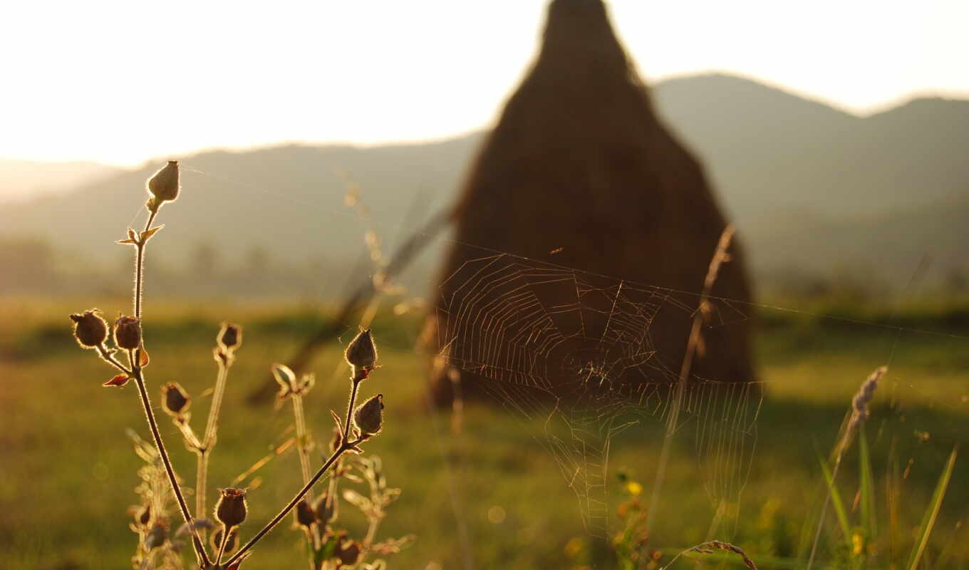 nature, full, web, images, spider, hay, stack