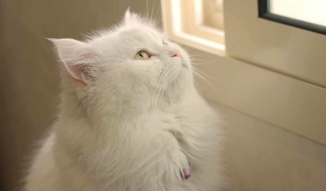 white, окно, tomcat, кот, кошак