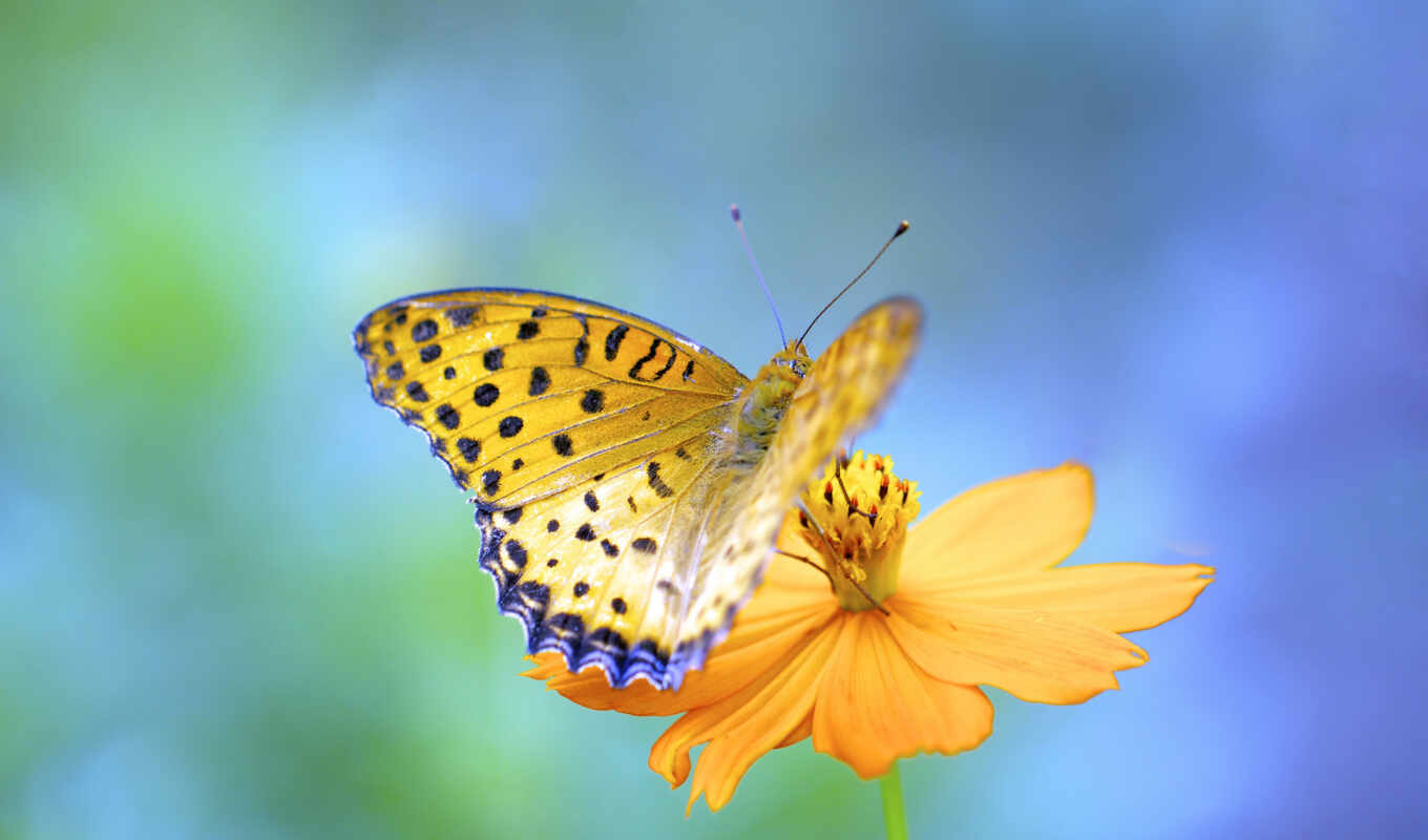 природа, бабочка, большой, plan, yellow, тег, cvety, closeup