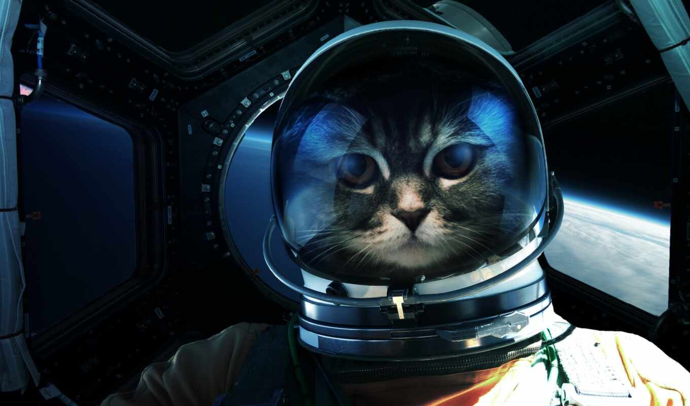 photo, cat, space, astronaut, credit, royalty, walk, stokovyi