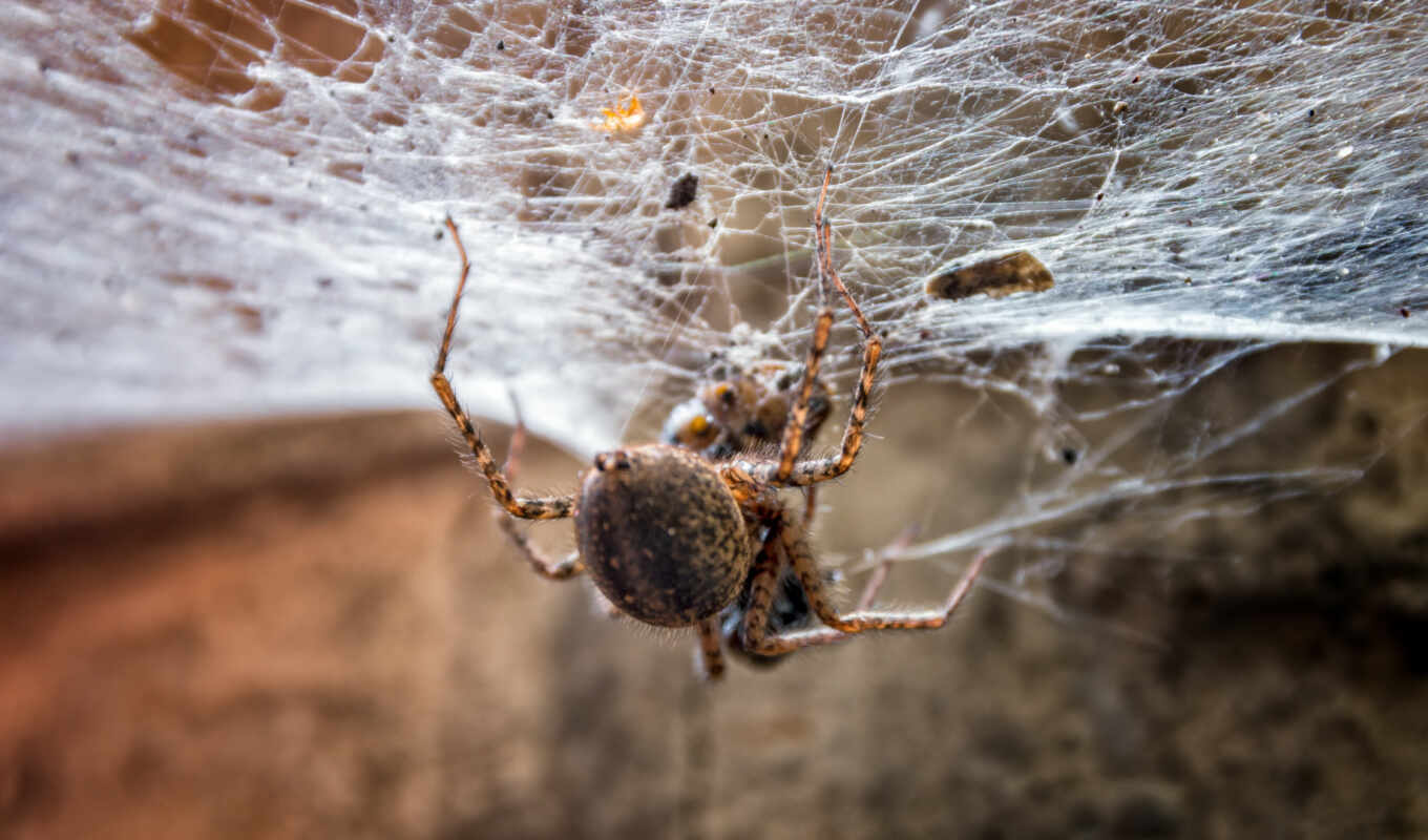 природа, web, паук, насекомое, laba