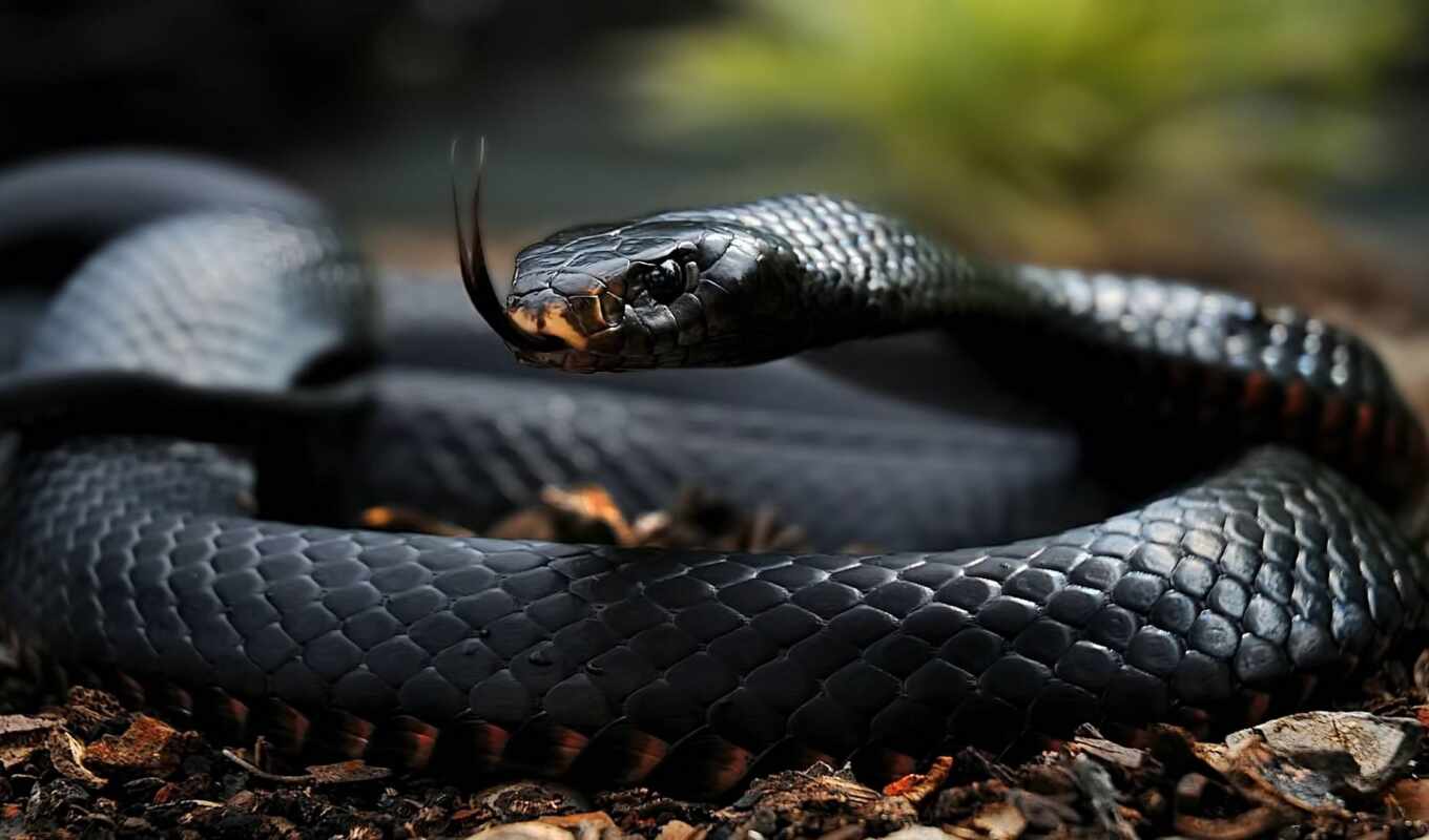 snake, dangerous, funart
