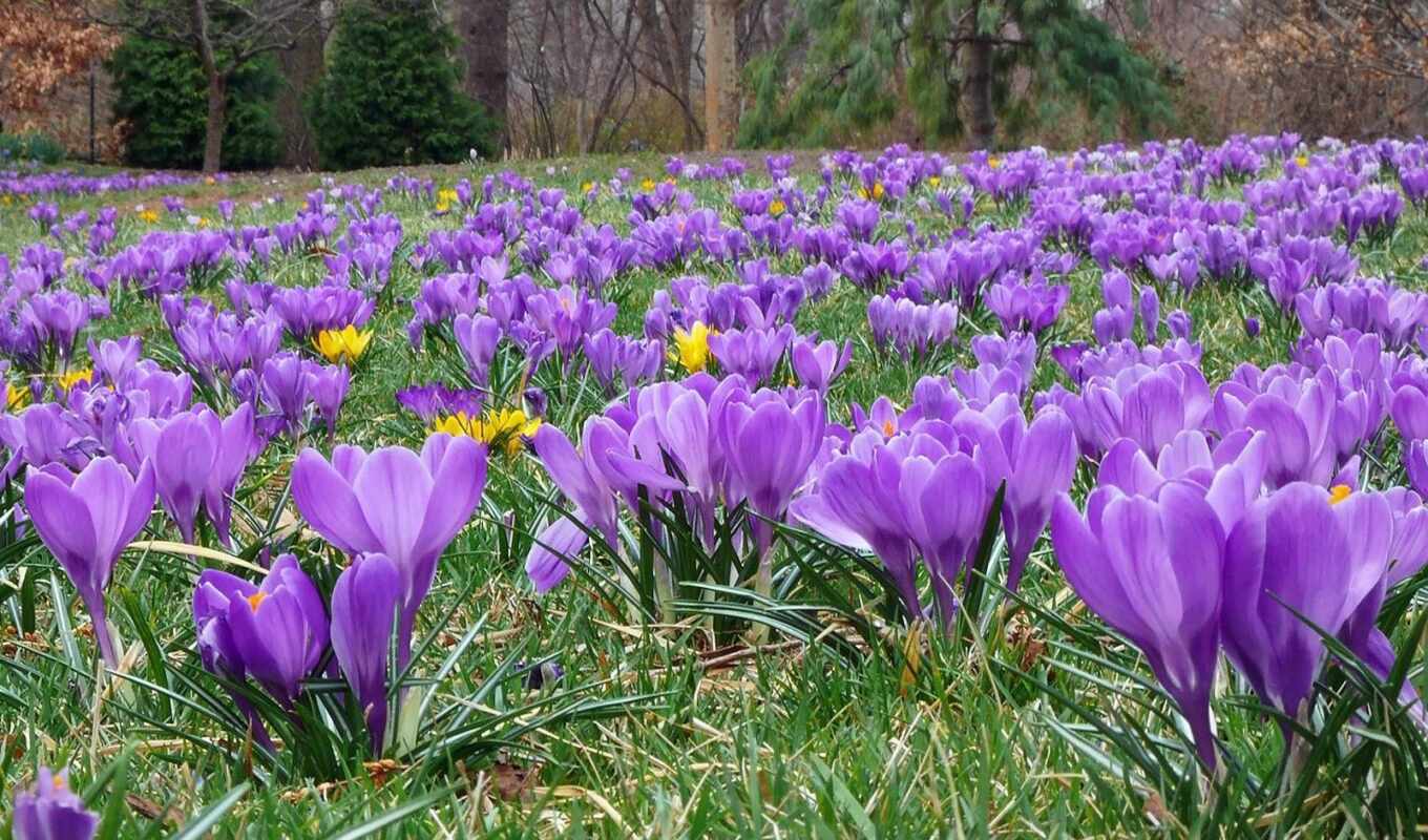 flowers, purple, spring, crocus, shafran