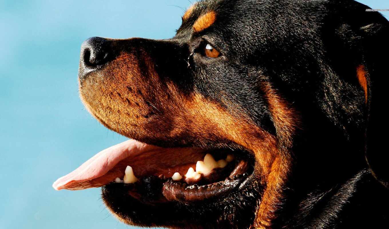 собака, animal, rottweiler