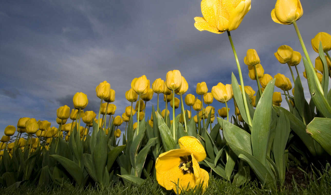 nature, flowers, view, eye, yellow, tulip, worm