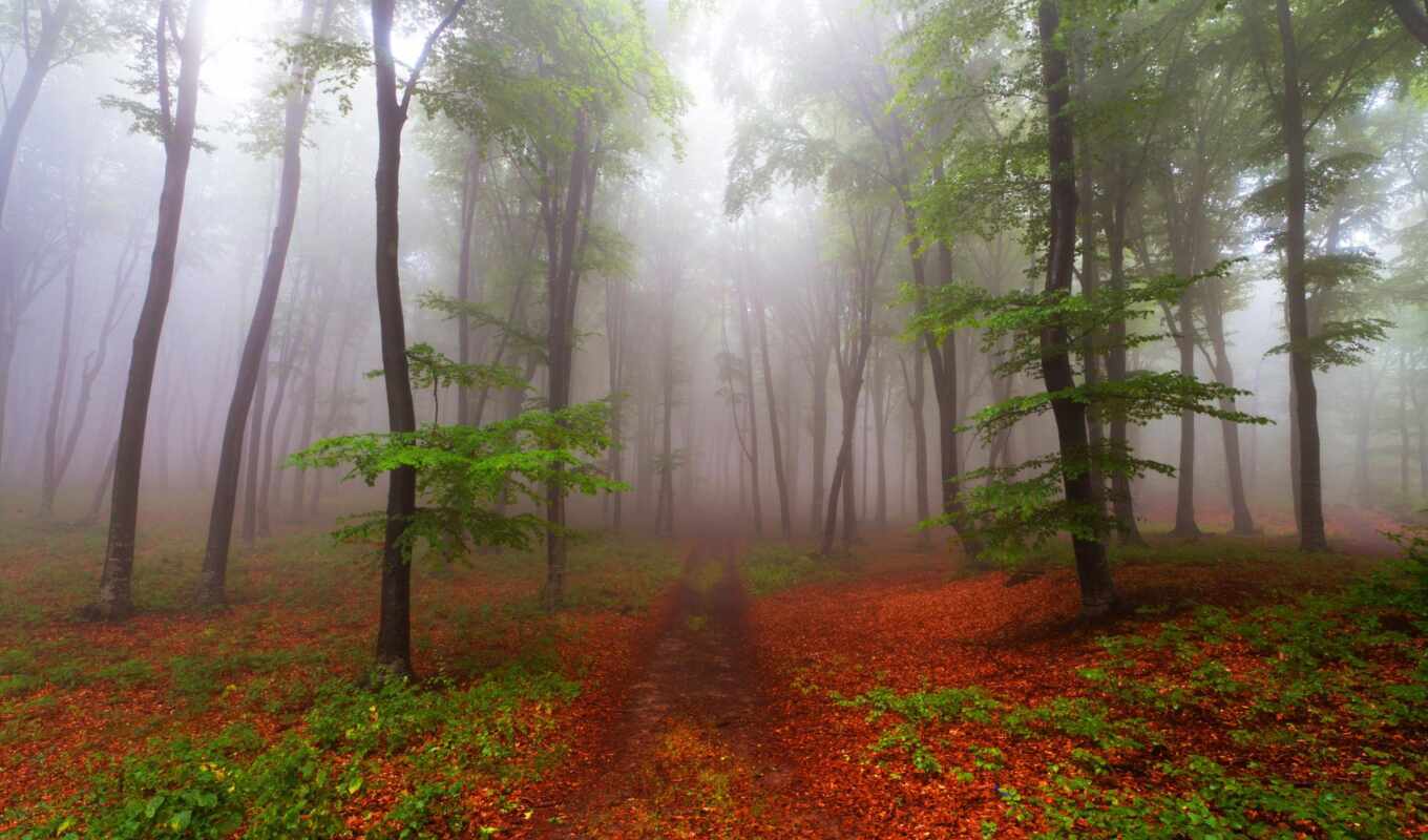 природа, лес, красивая, фотошопа, природы, туман, тропинка, размера, волшебные