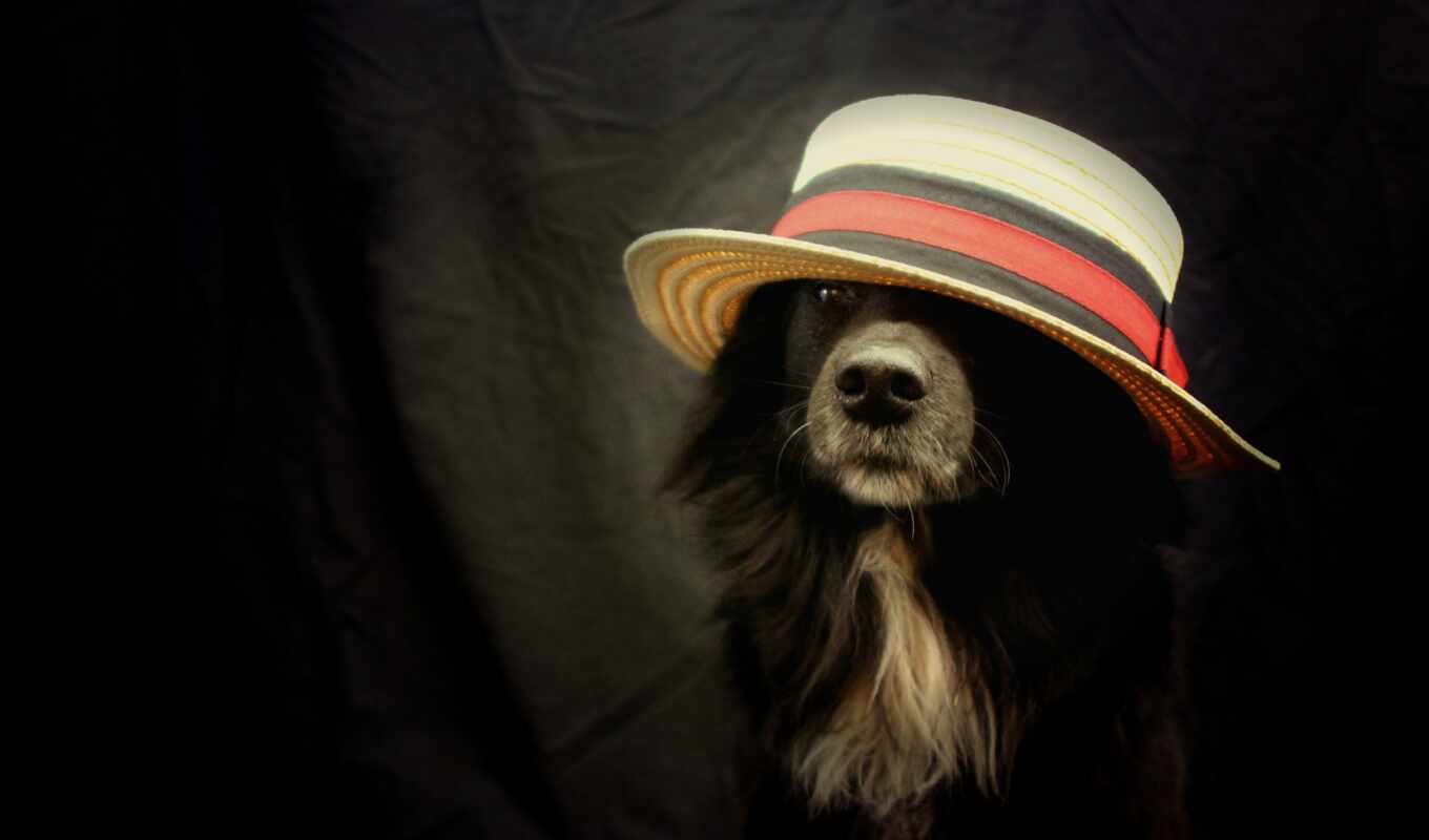 desktop, wall, large format, beautiful, dogs, paper, border, fund, hats, collie