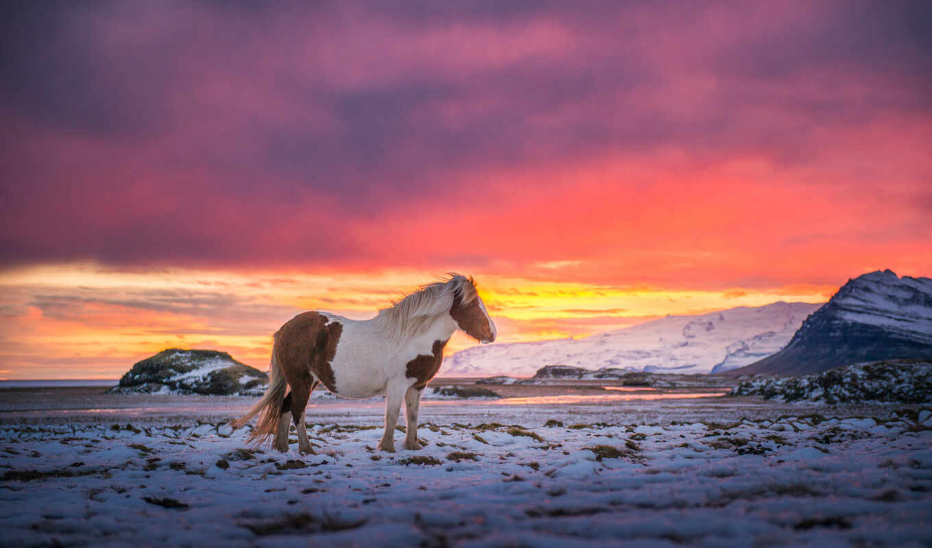 sky, horse, snow, wind, horses, paints, iceland, mountains
