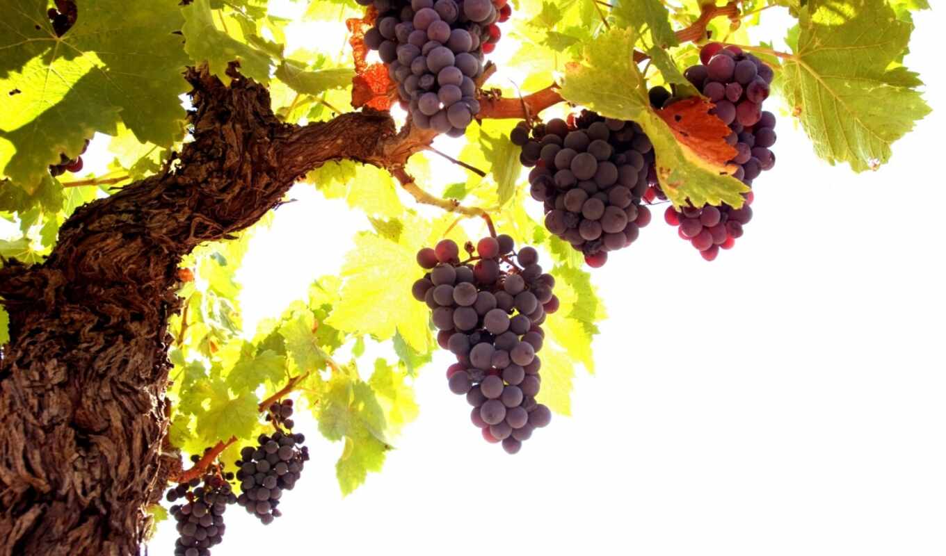grape, cluster, vine, back, pochtit