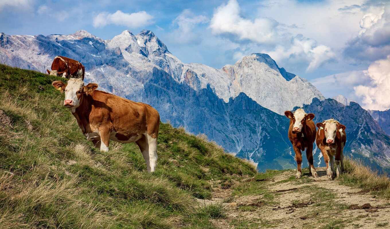 mobile, трава, гора, австрия, устройство, склон, cow, іо, молочный, высокий, teahub