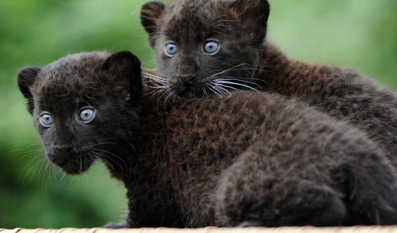 black, couple, cat, wild, animal, the cub, real, puma, panther