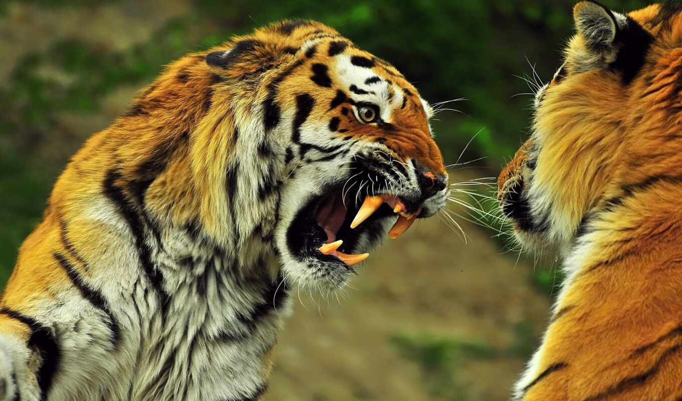 tiger, animal, aggression