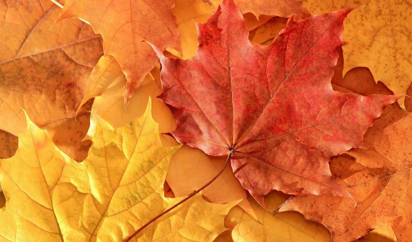 природа, осень, листва, maple