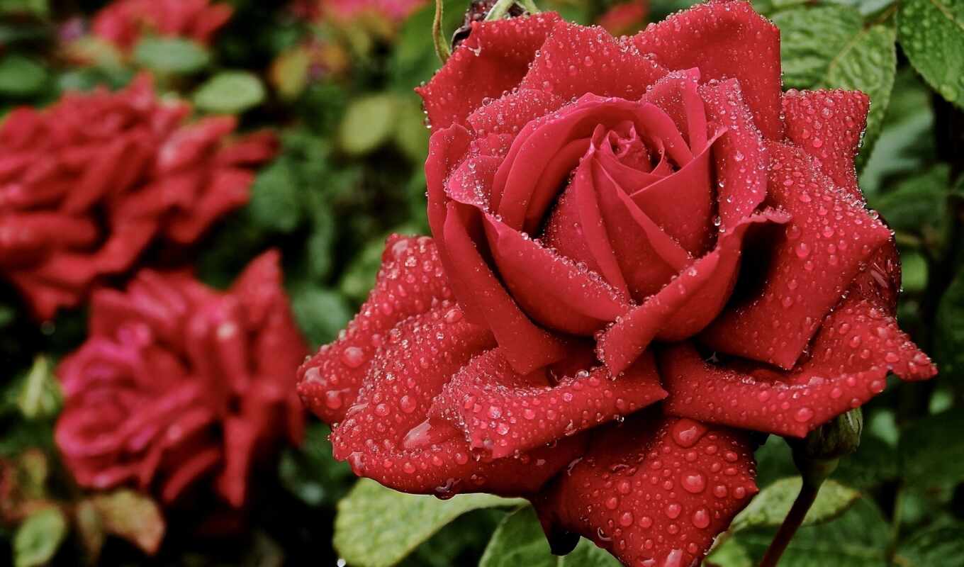 Фото Красивых Роз Высокого