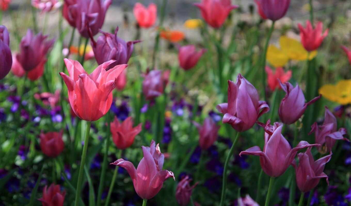 телефон, картинку, весна, тюльпаны, cvety, пришла, растения