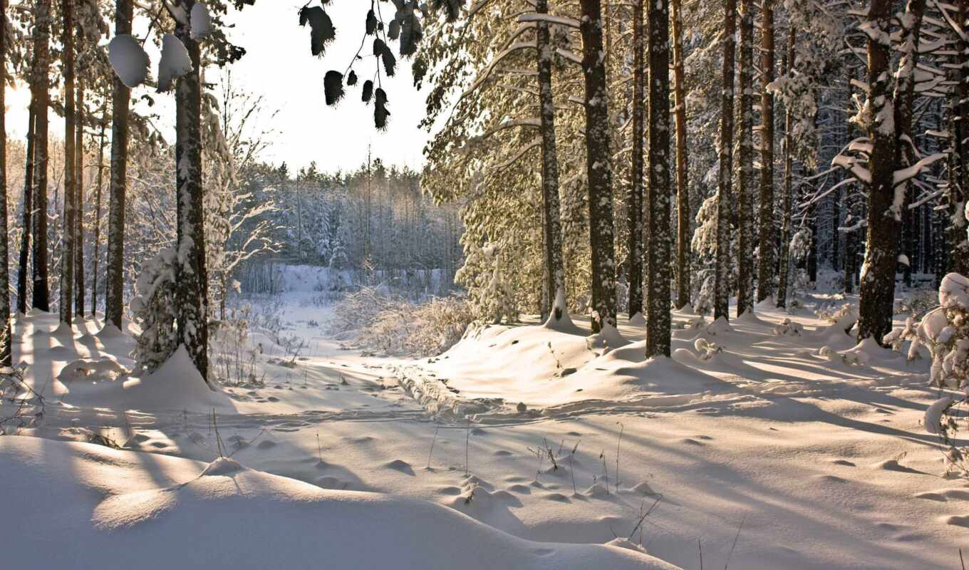 природа, снег, winter, лес, заставки