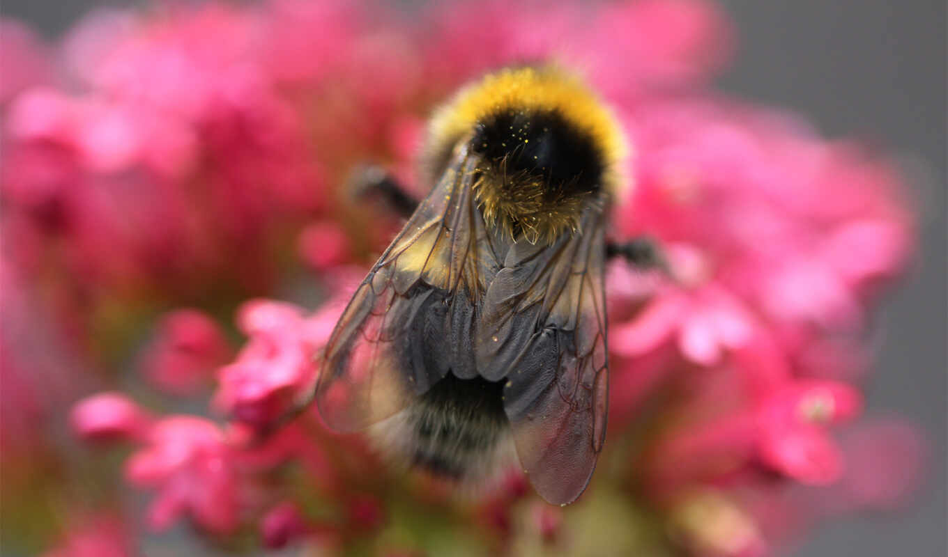 iphone, пчелка, pictures, макро, pozadia, obrázky, насекомые