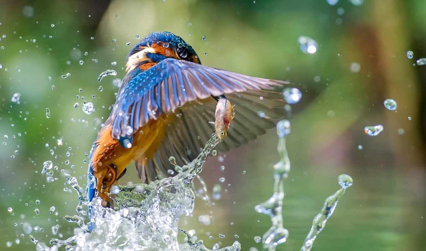water, птица, animal, kingfisher, fish