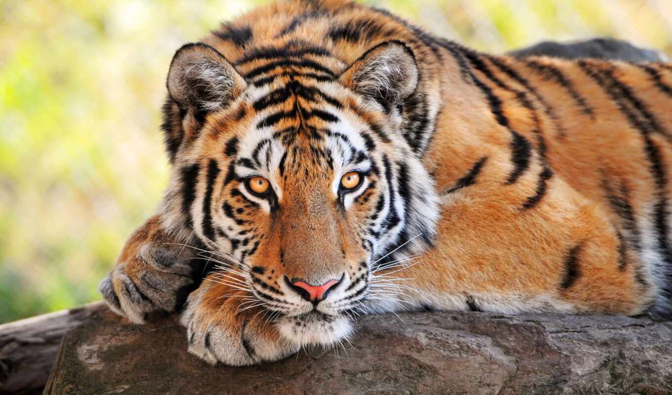 тигр, animal, зверь