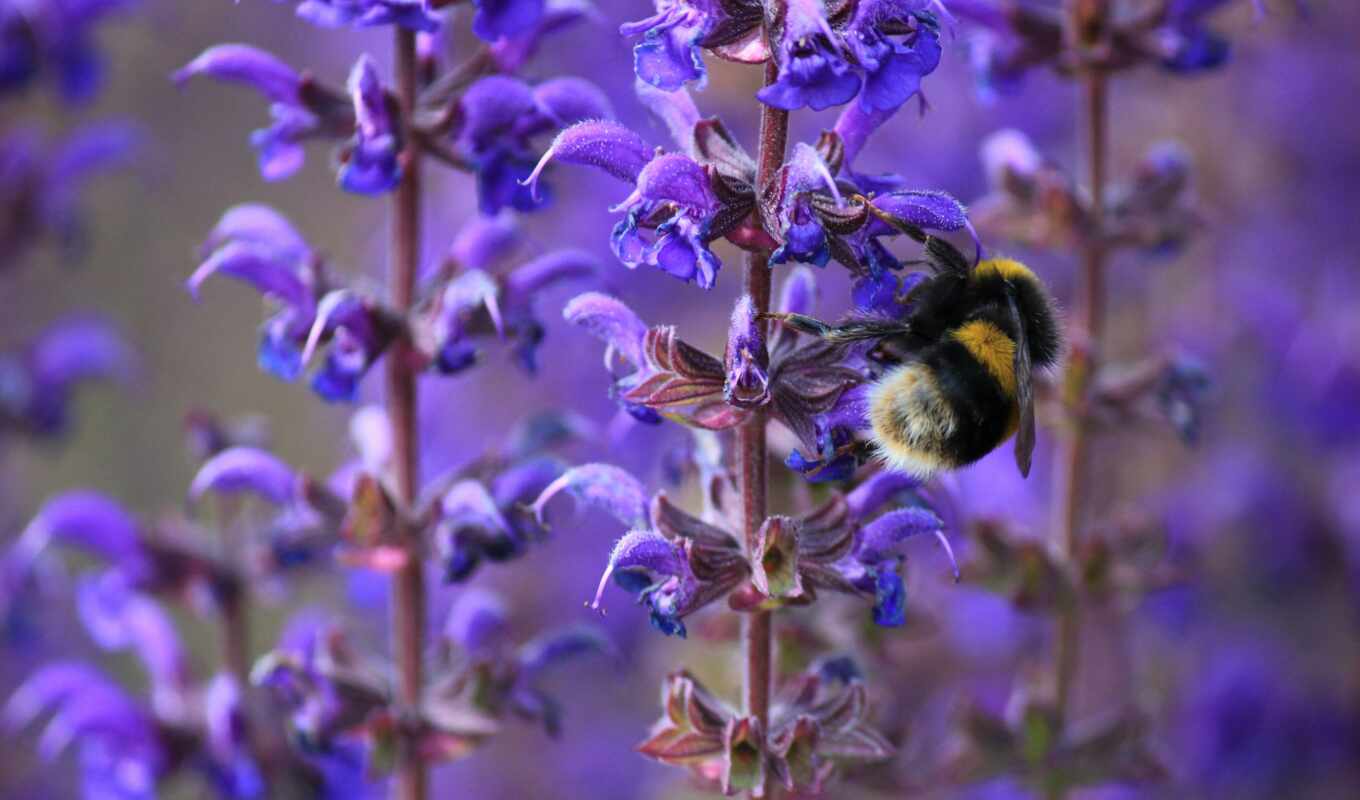 bumblebee, цветы, makryi, весна, насекомое, cvety, пчелка, сиреневый, природа