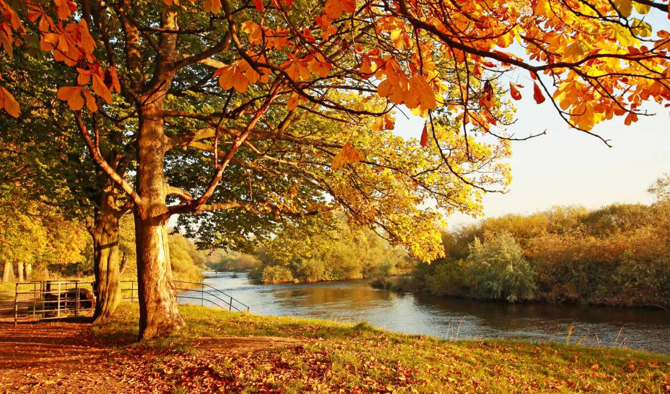 природа, фото, лист, дерево, каштановый, осень, река