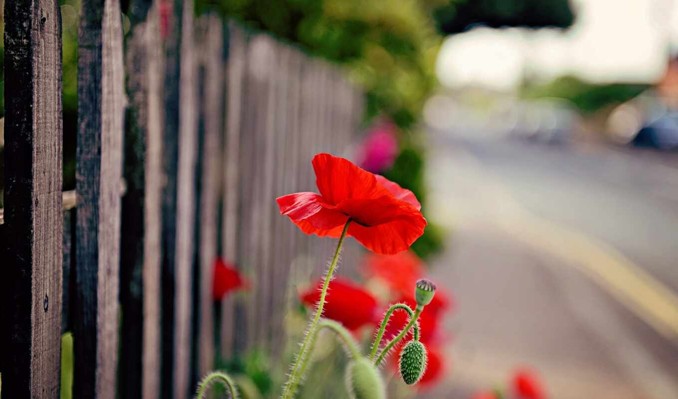 nature, flowers, white, red, red, fence, flower