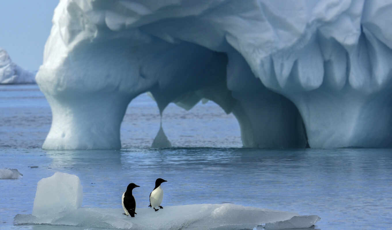 nature, ice, bird, a cap, penguin, antarctica, polar