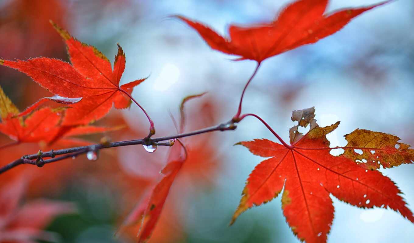 red, water, maple, leaf, a drop