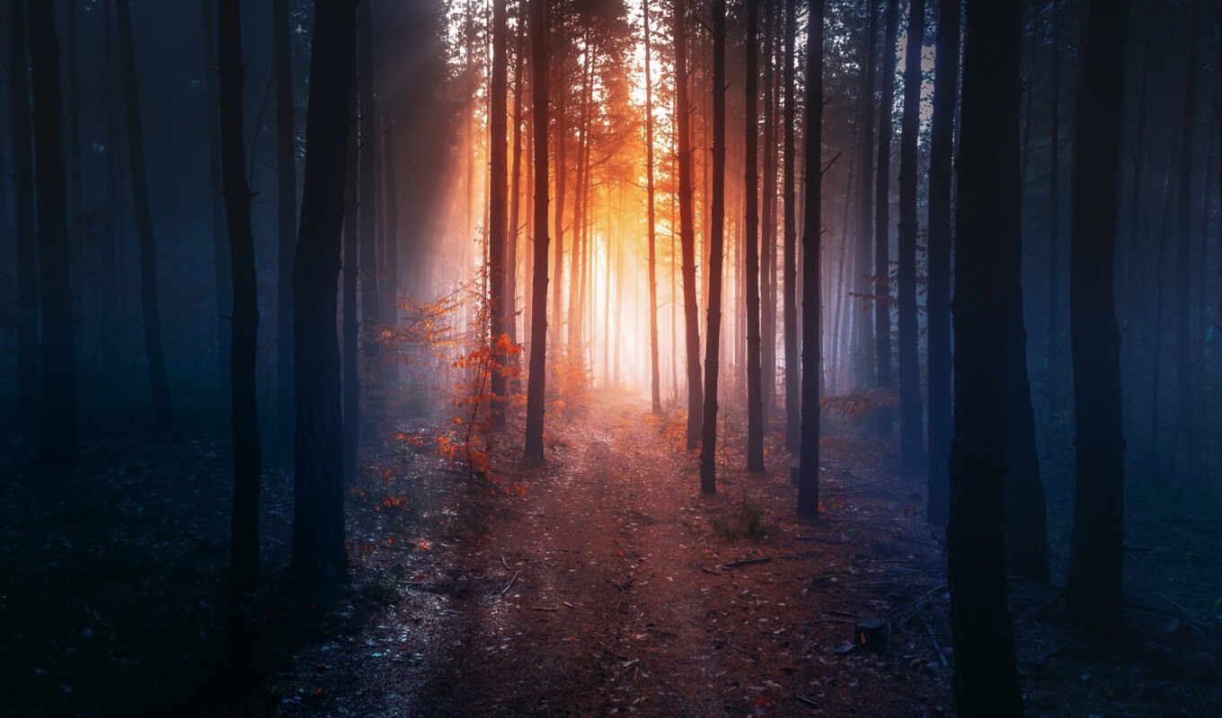 forest, evening