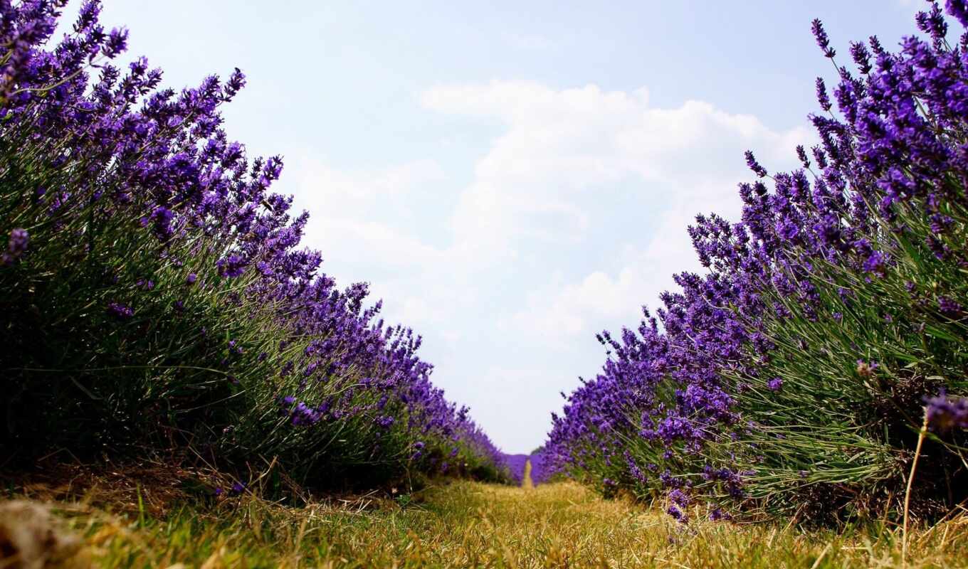 lavender, поле, цветы, широкоформатные, природа, страница, 