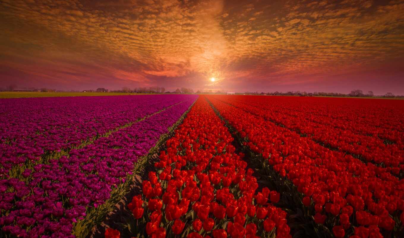 небо, red, flowers, pinterest, pin, тюльпаны, tulips