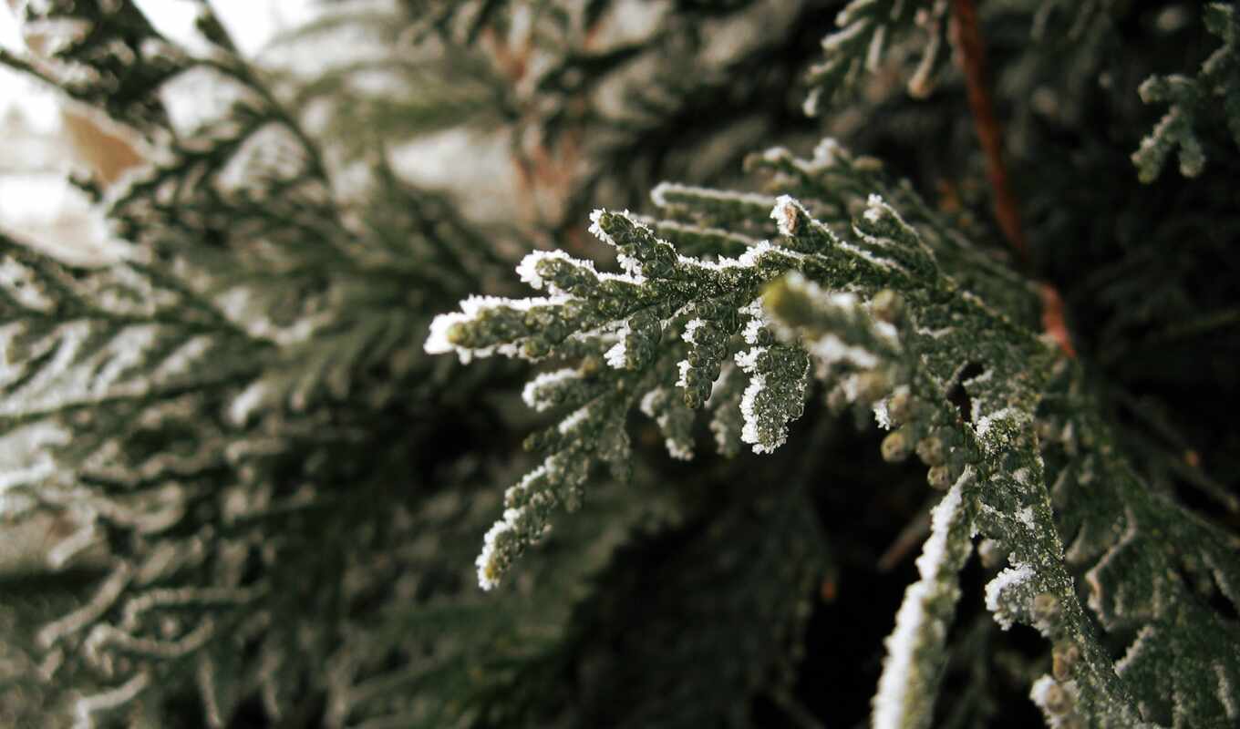 snow, branch, fir, spruce, paw, fir trees