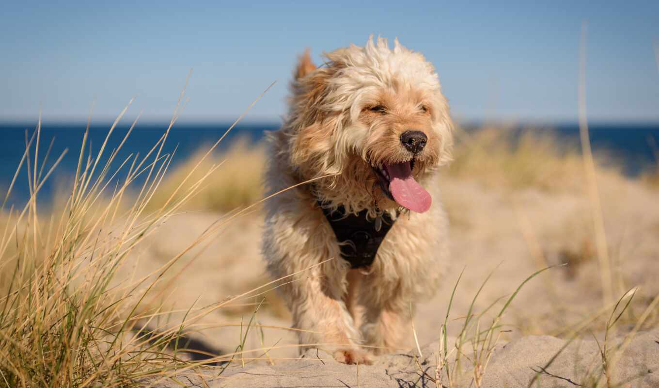 трава, пляж, песок, собака, animal, друг, бультерьер, язык, тибетский