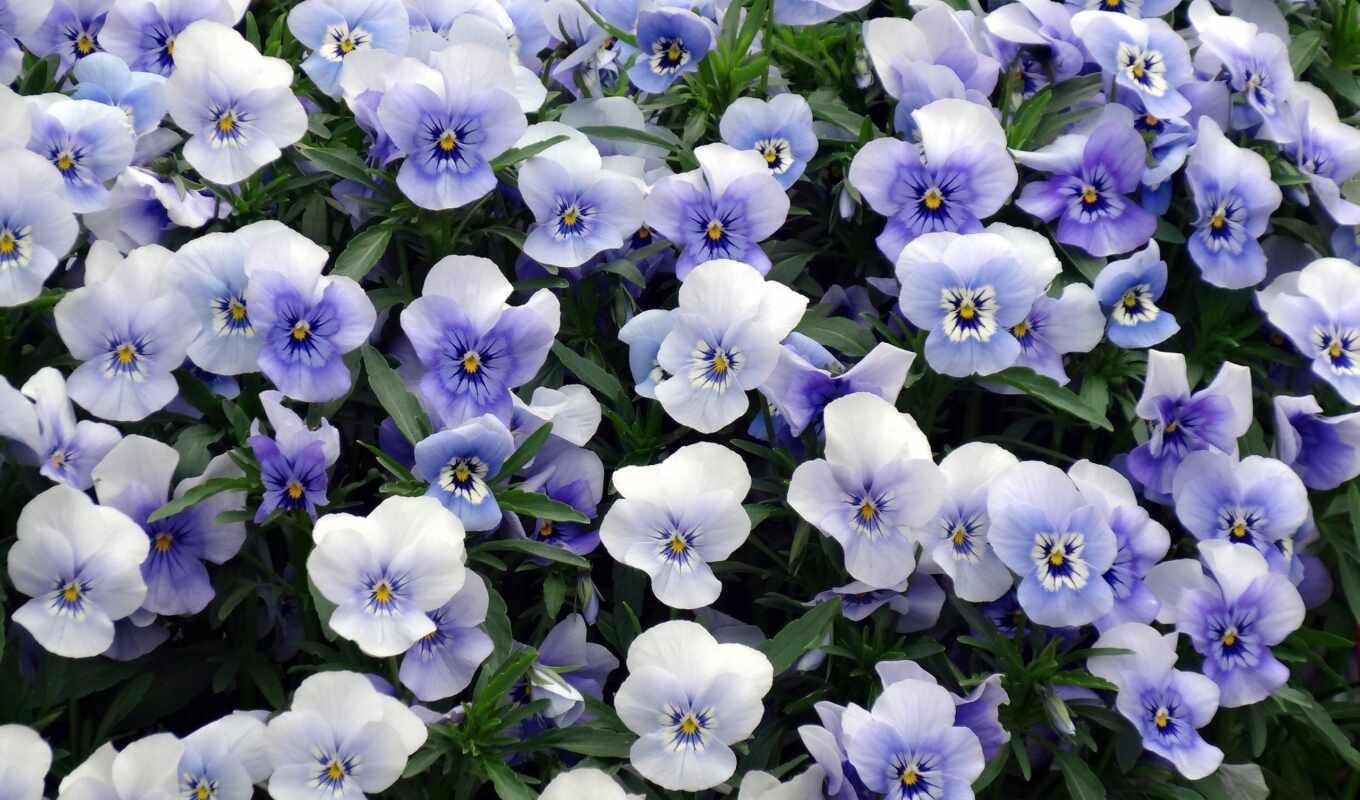 цветы, blue, глаз, фиолетовый, виола, autin, funart