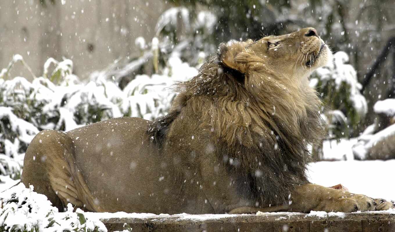 картинка, снежинки, lion, снег, winter, животные, смотрит, beauty, снегу, вверх, cold