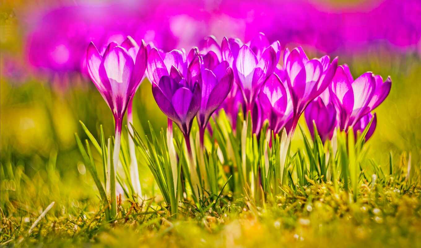 desktop, flowers, spring, background, per, crocuses, viola, spring