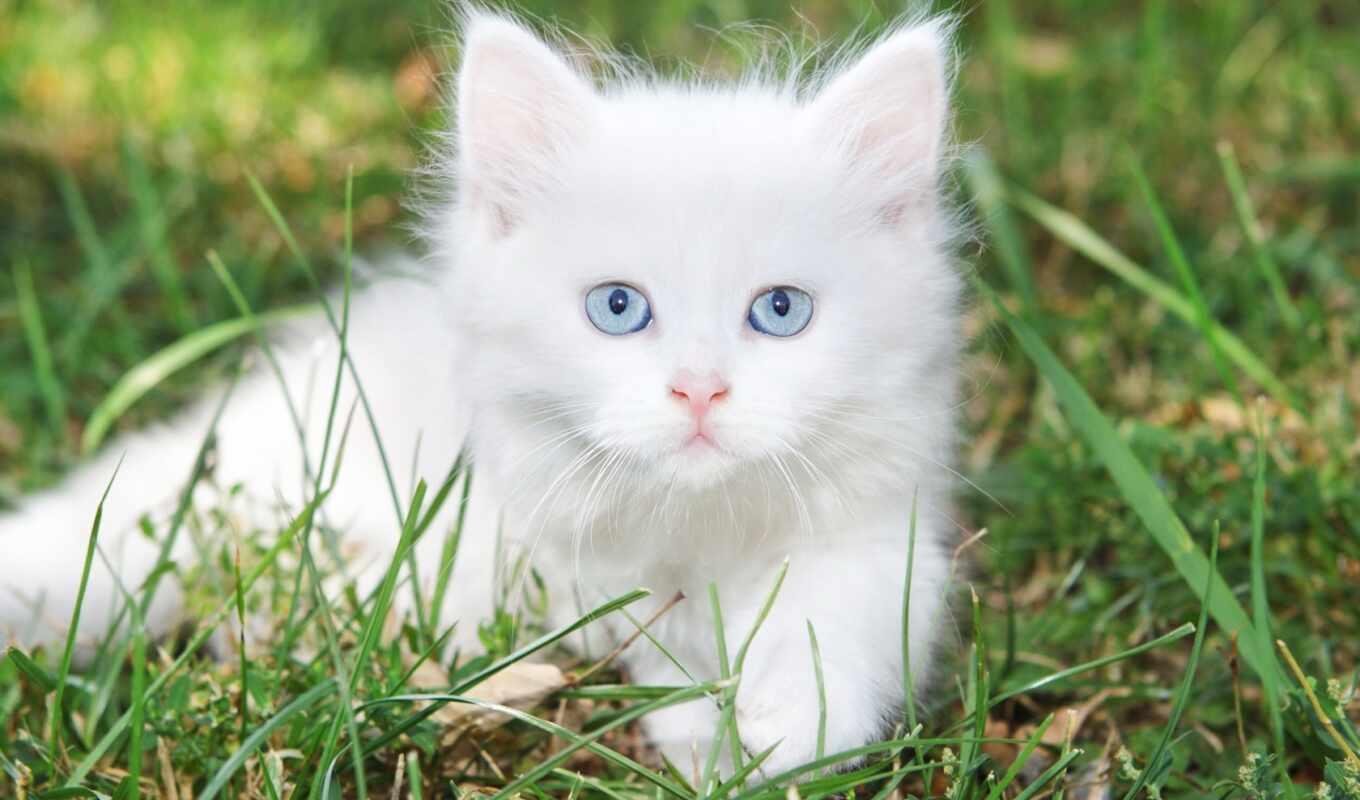 blue, white, фон, кот, cute, eyes, stock, shutterstock, котенок, kittens