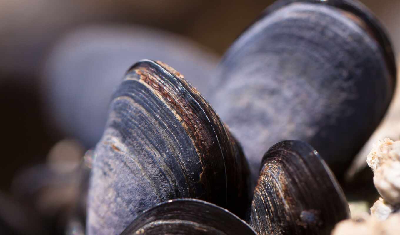 high, free, shell, shells, mussels