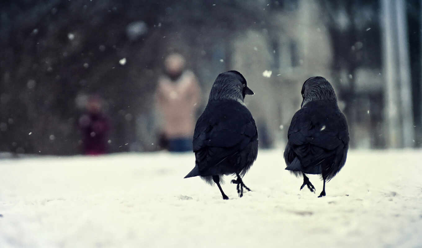птица, снег, winter, ворона