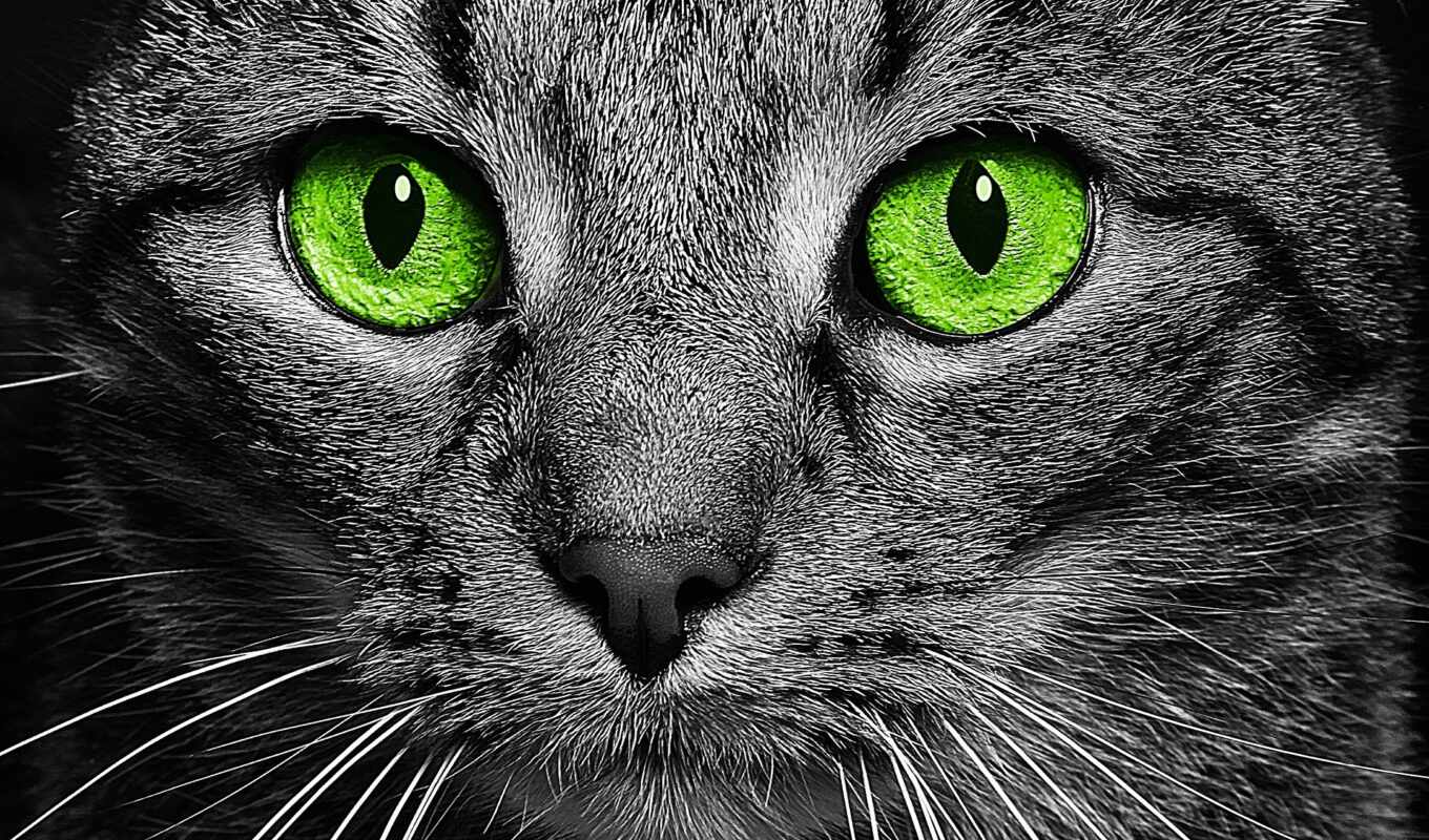 фото, глаз, зелёный, глаза, кот, animal, оттенки, public, royalty, domain